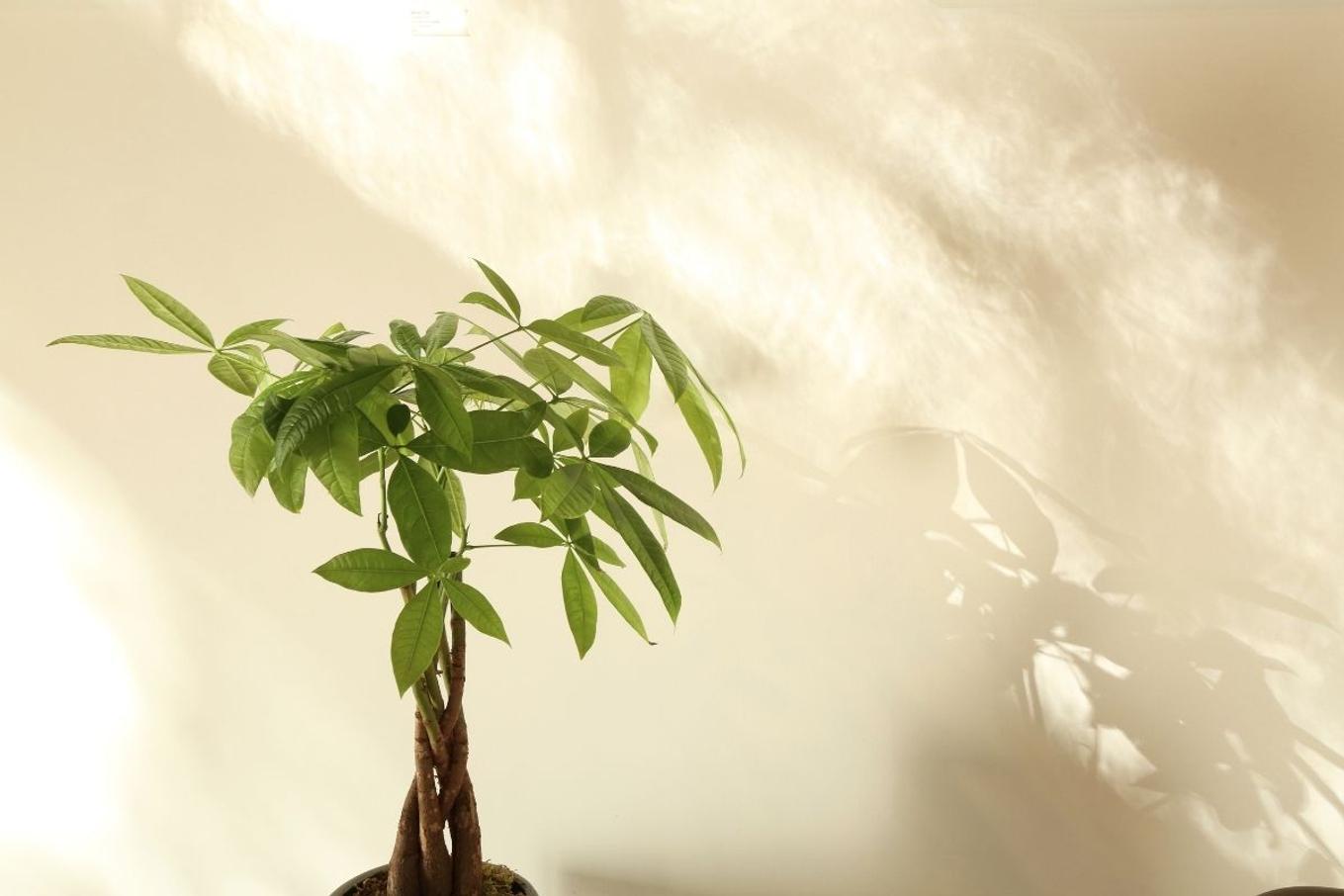 Money Tree foliage of new growth.
