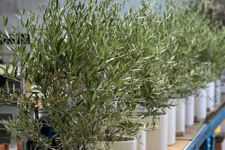 The Best Fertilizer for Olive Trees