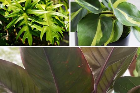 The Best Fertilizer for Philodendrons