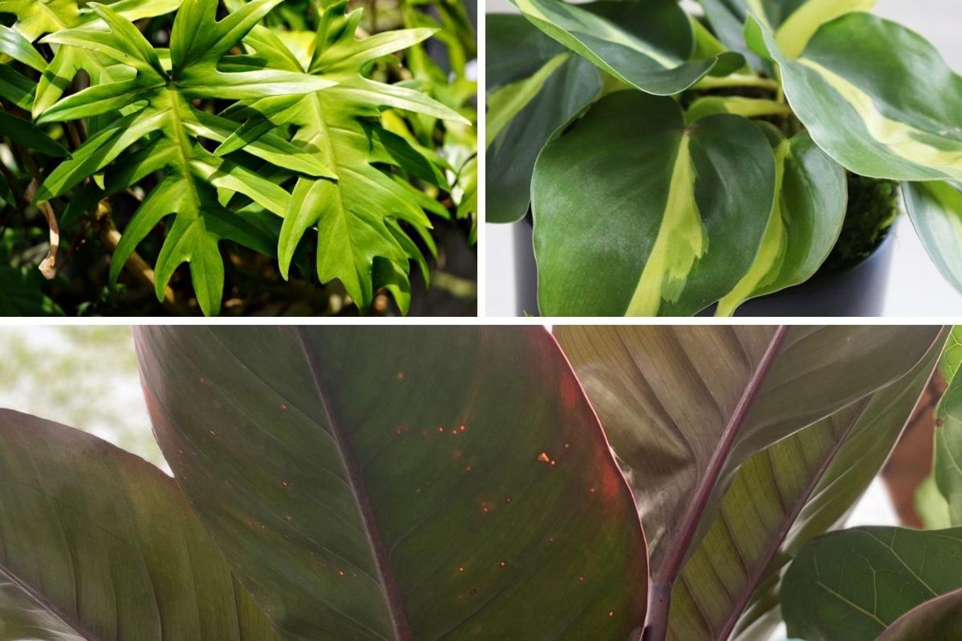 Different Philodendron varieties