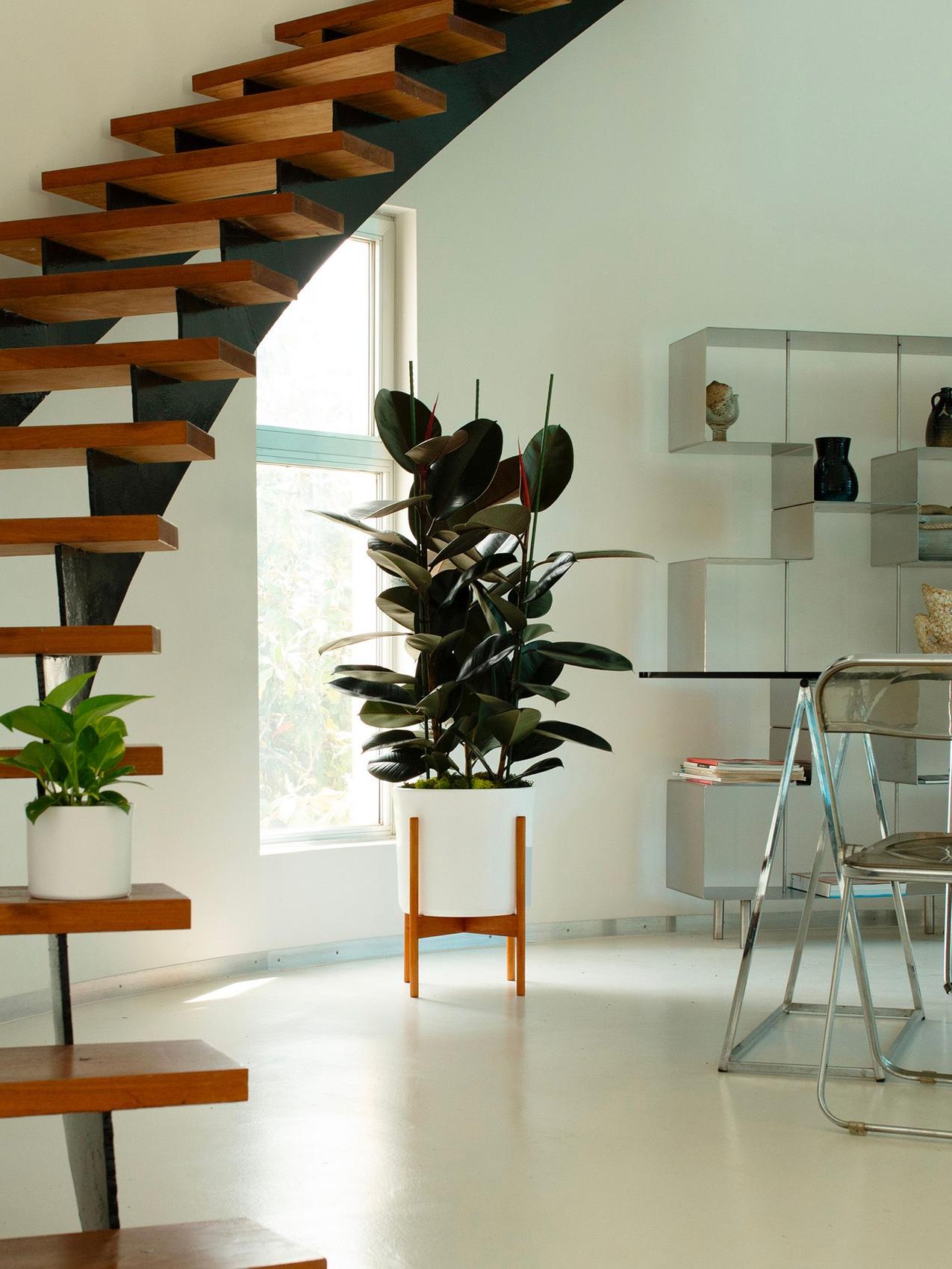 Beste Zimmerpflanze für den Skorpion - Ficus Elastica in einem modernen Esszimmer