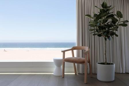 Ficus Audrey Care Guide