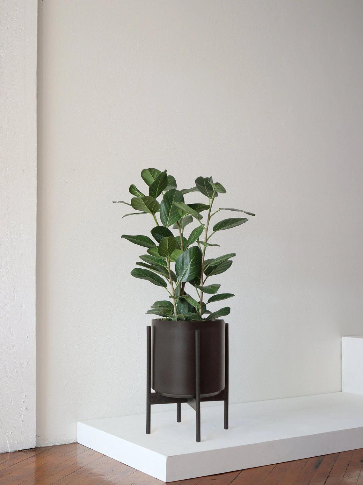 Ficus Audrey tree in a mid-century planter from Leon & George