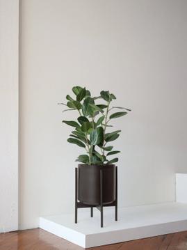 What You Need To Know Before You Buy A Ficus Audrey