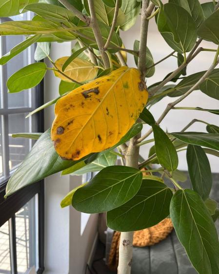 indoor plants picture