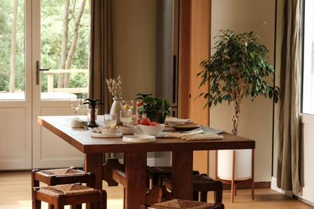 Ficus Benjamina Care Guide