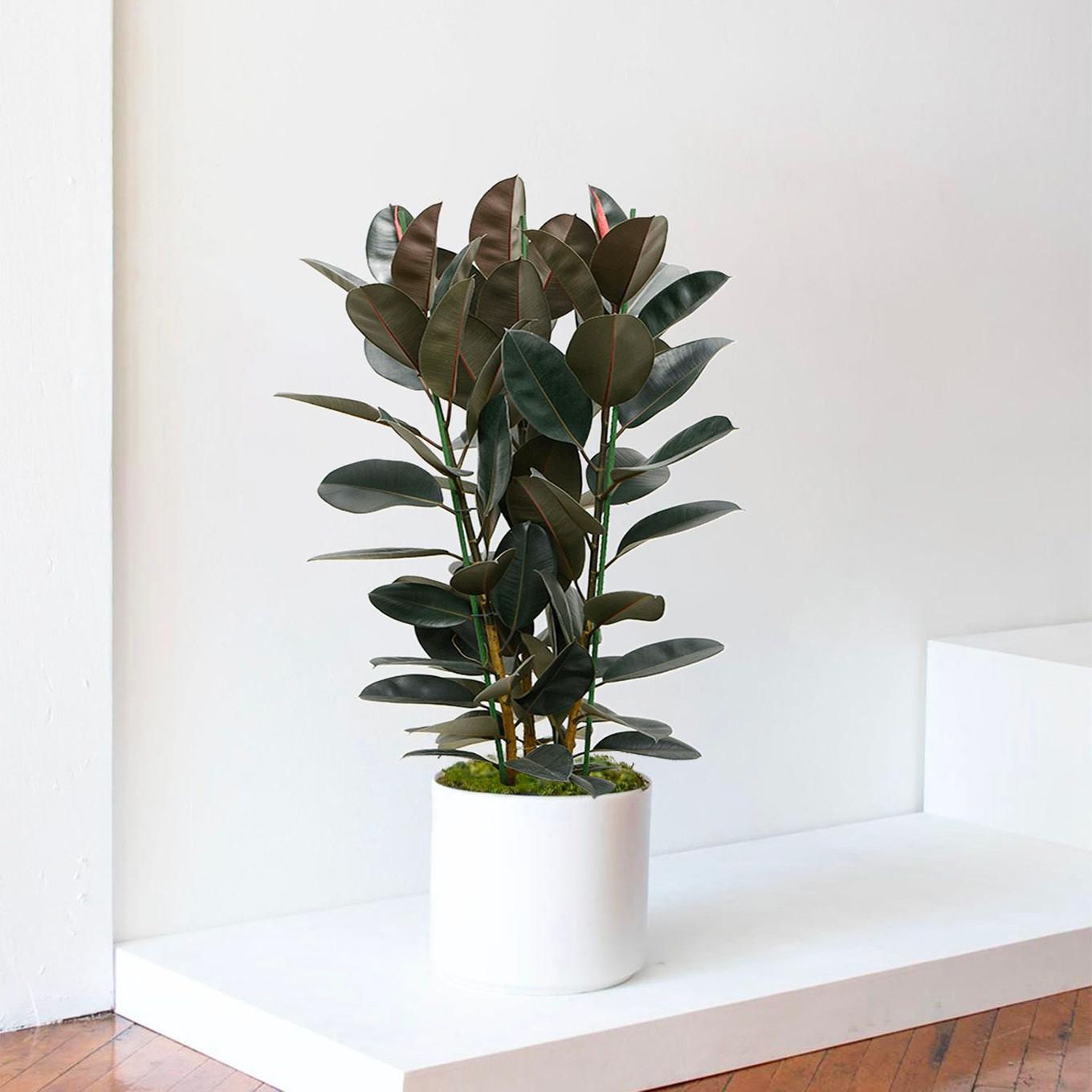 photo ficus elastica large