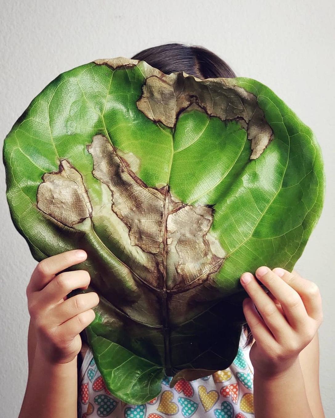 Ficus Lyrata - exemple de brûlure des feuilles