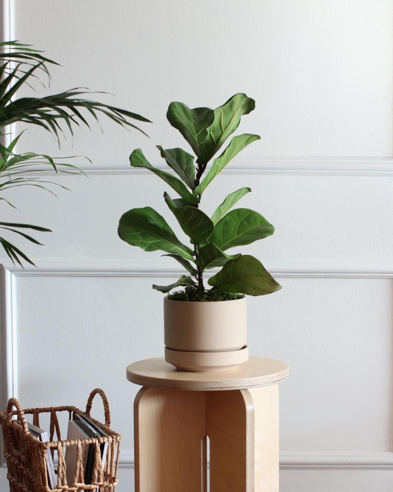 Fiddle Leaf Fig on a wood pedestal
