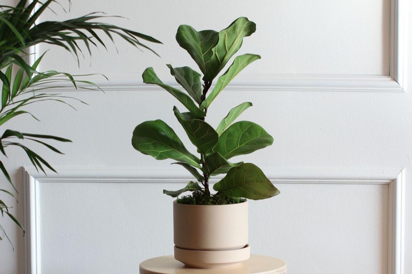 The Fiddle Leaf Fig on a wooden pedestal