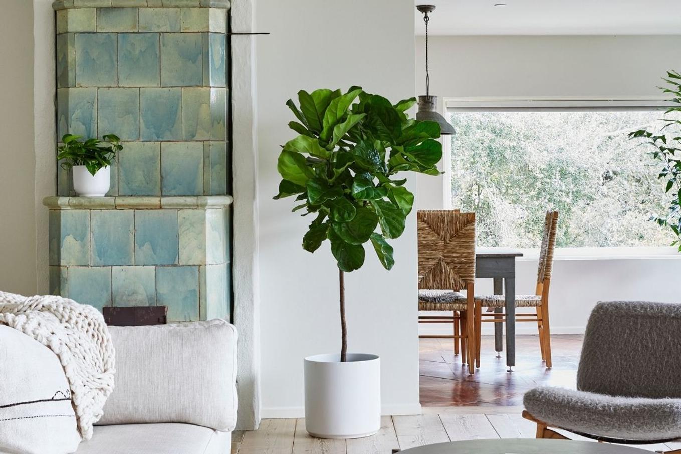 A Fiddle Leaf Fig adorning a beautiful living room