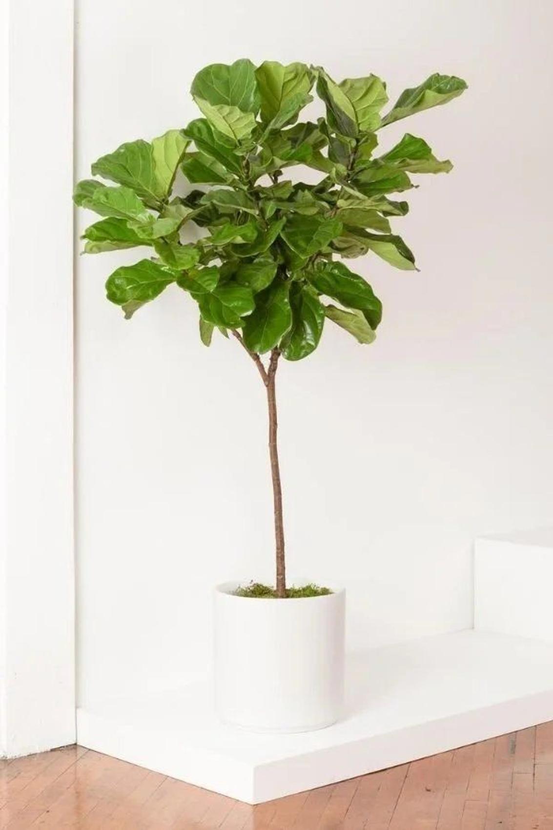 Fiddle Leaf Fig Tree in a ceramic planter from Leon & George