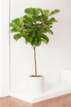 What You Need To Know Before You Buy A Fiddle Leaf Fig Tree