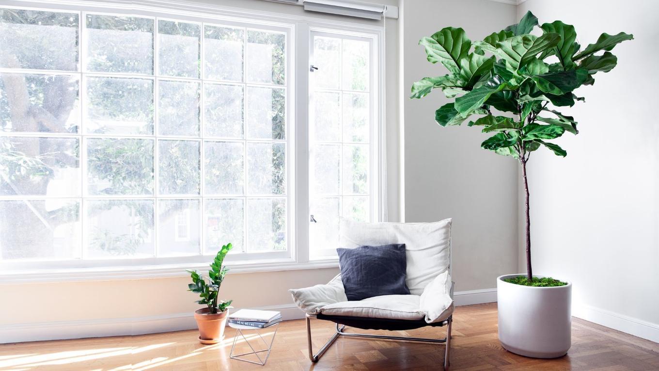 A Fiddle Leaf Fig Tree in a bright minimlaist living room