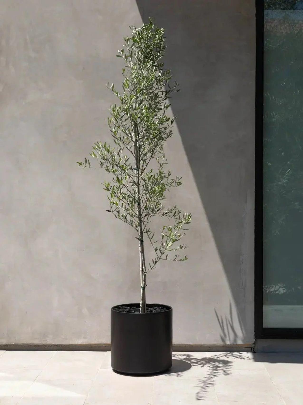 A potted Olive Tree indoors from Leon & George