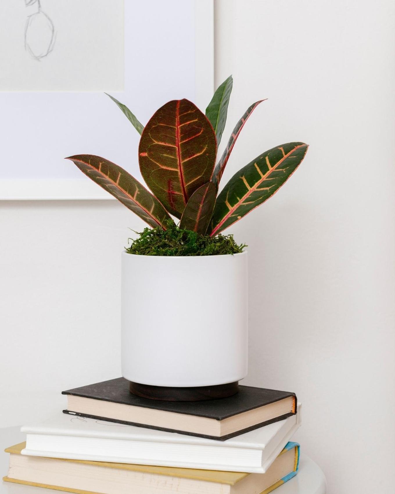 Best plant for Gemini - Croton Petra adorning a bedside table