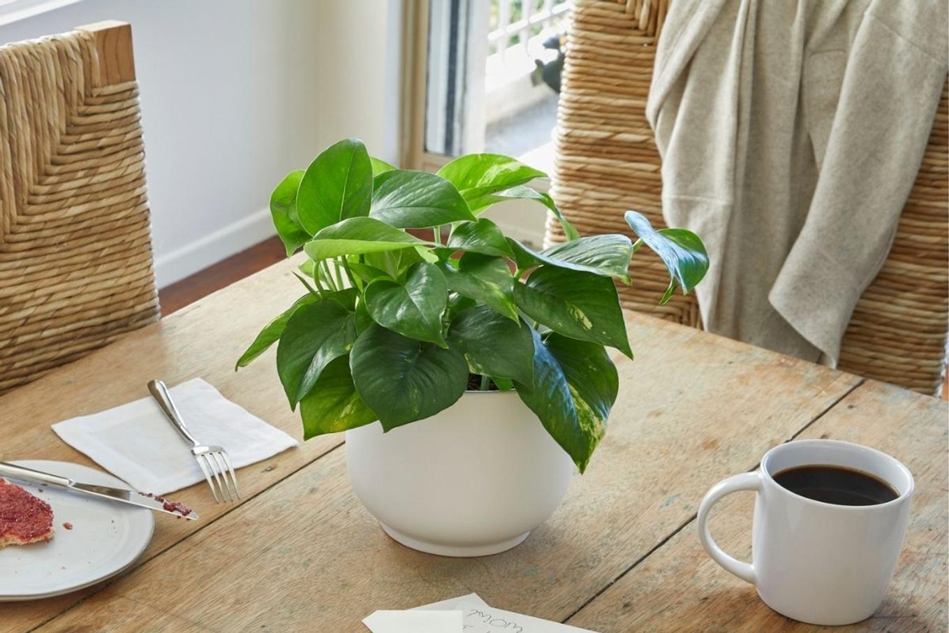 Kitchen table breakfast scene with beautiful pothos gift