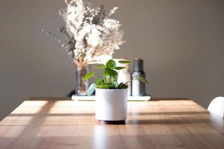 Best Plants for Housewarming Gifts