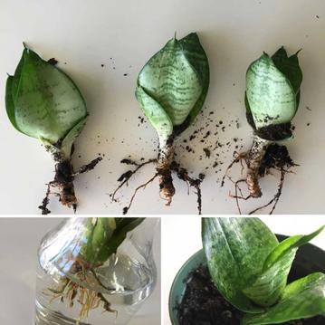 How to Propagate Your Plants: Three Easy Ways to Make Two Plants Out of One
