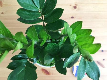 How to Increase Humidity for Your Plants