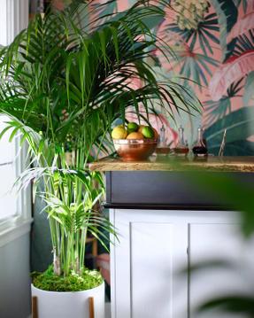The Best Fertilizer for Indoor Palms