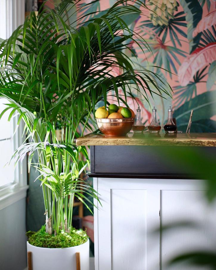 Indoor palm fertilizer guide