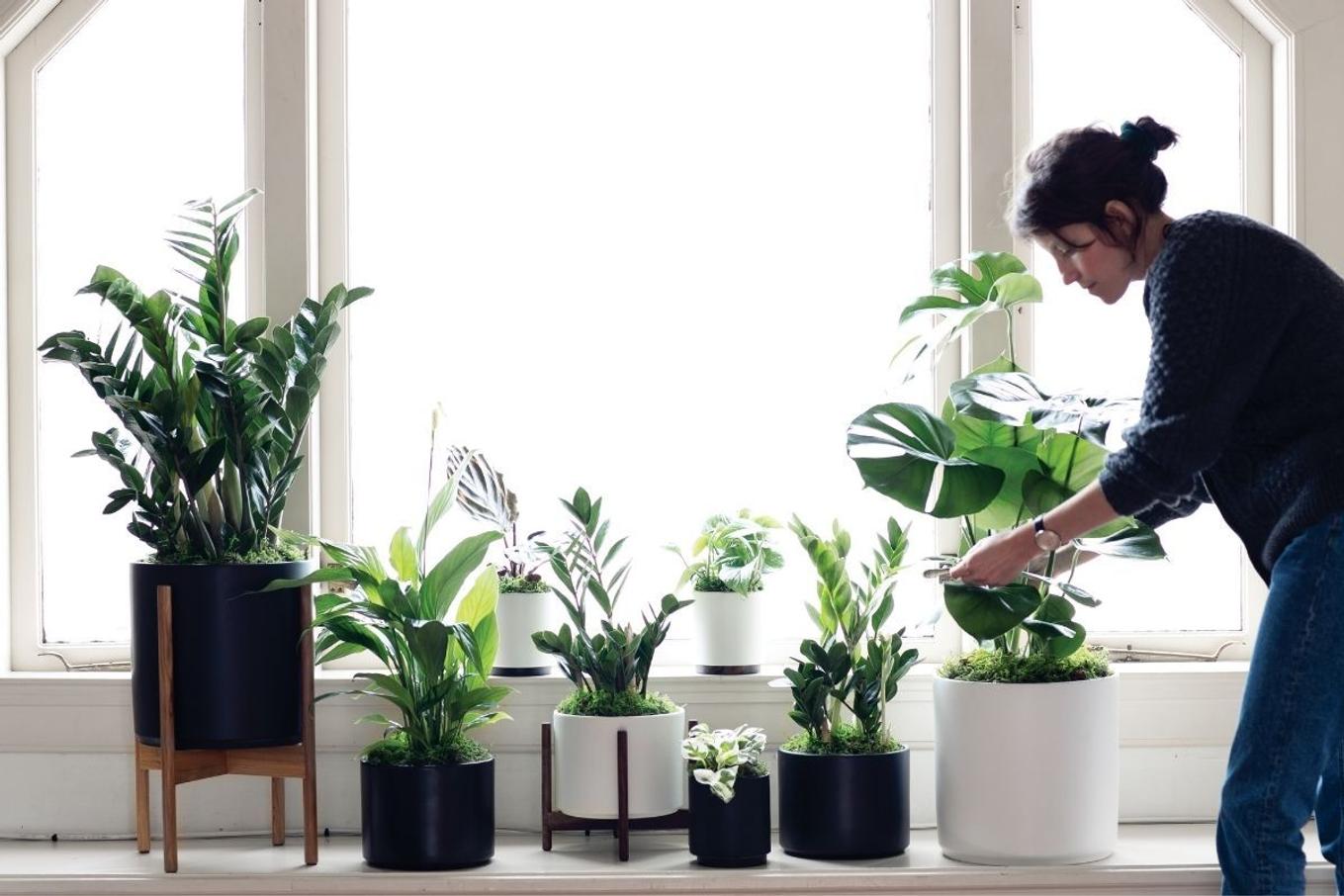 A woman taking care of her plants in a bright window