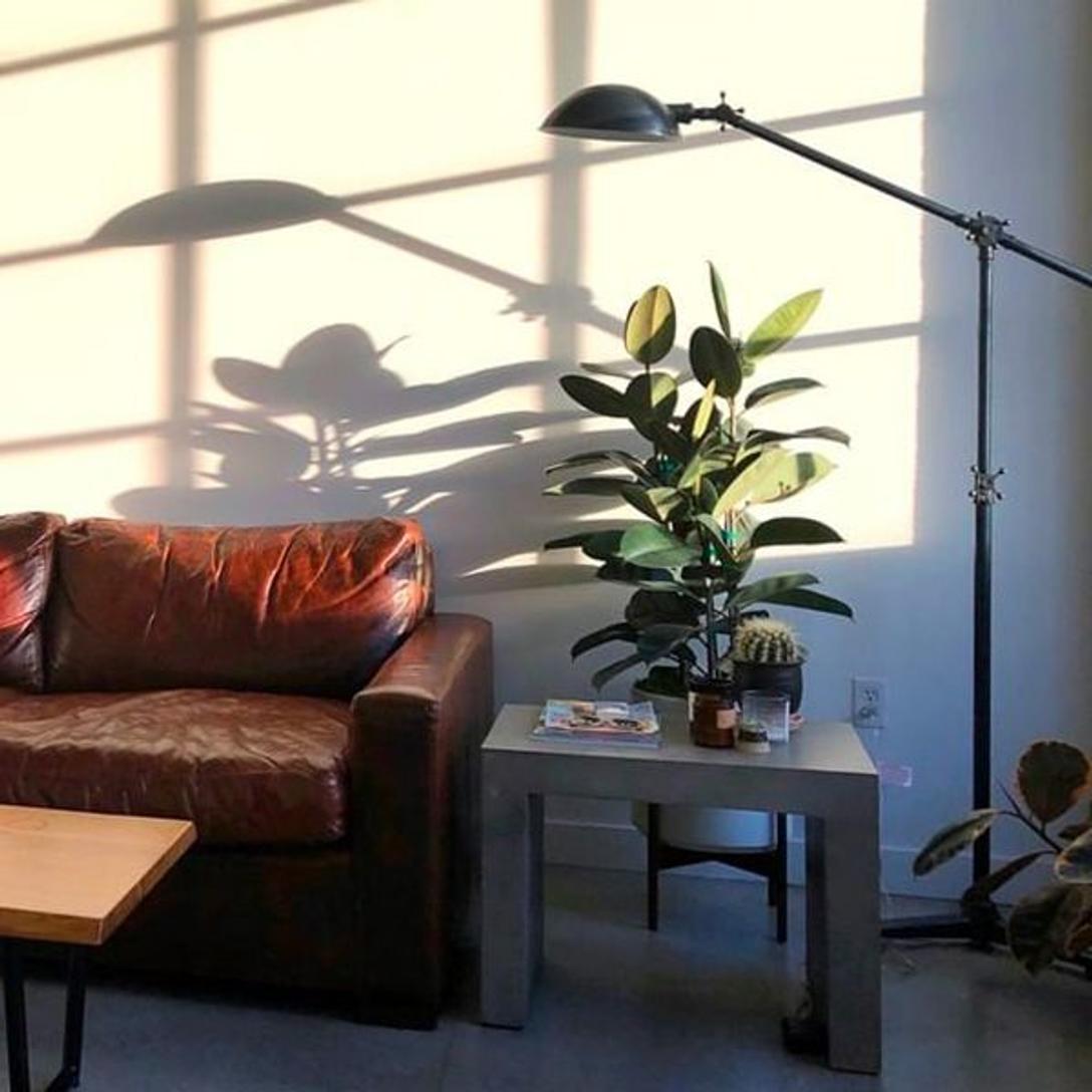 Aesthetic Appeal of indoor plants