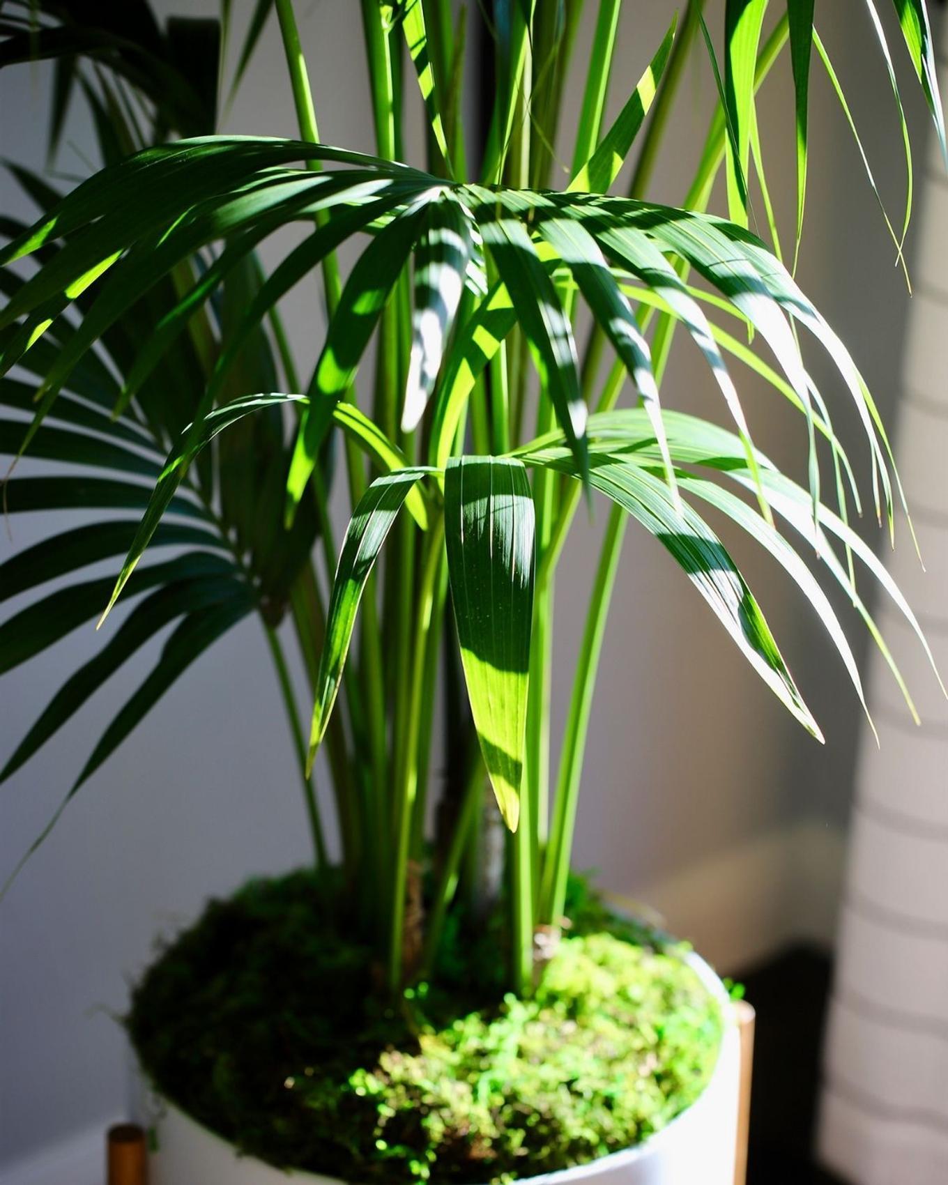Sunlight hitting the bright foliage of a beautiful Kentia palm.