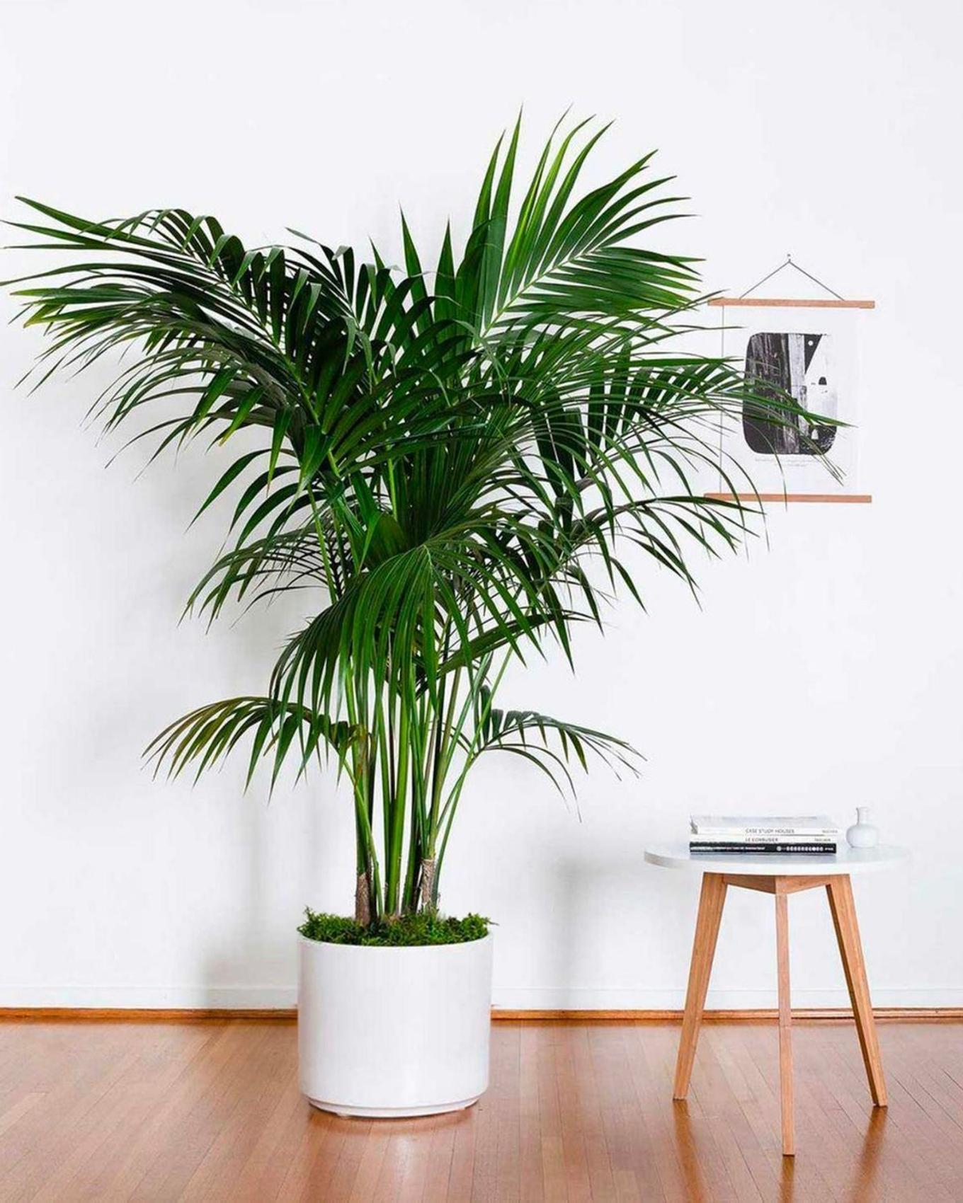 A large Kentia Palm in a minimalist office setting
