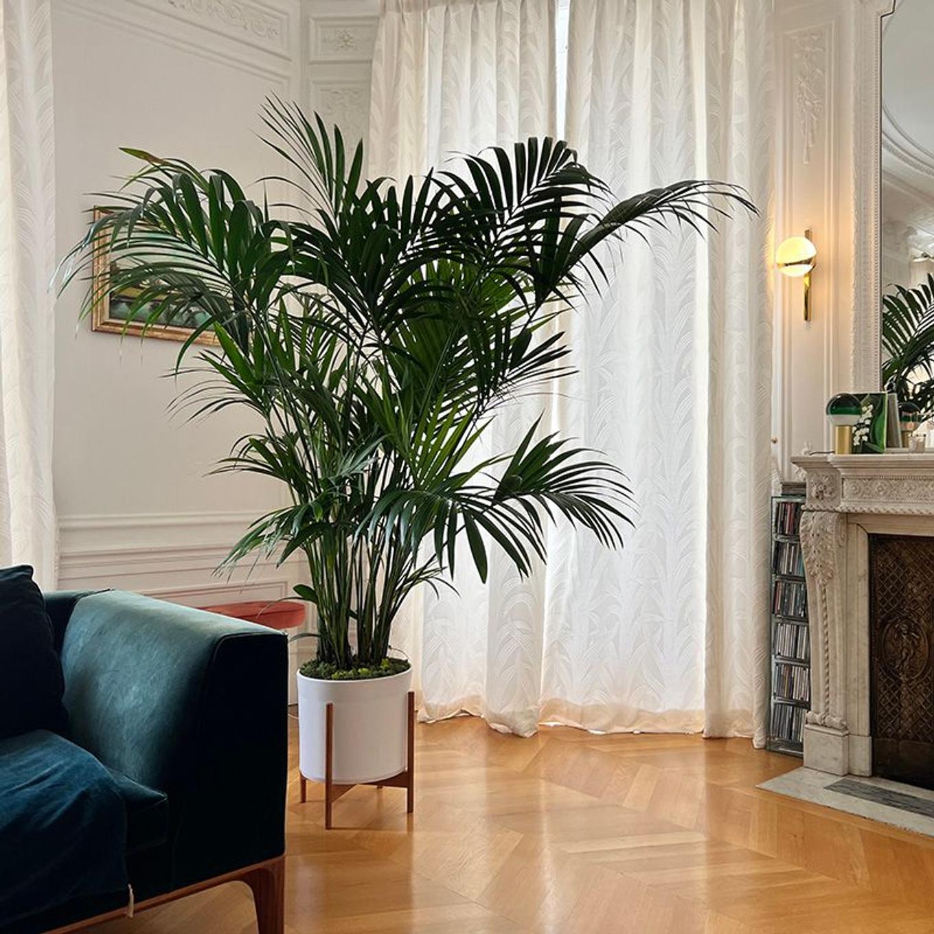 A big Kentia Palm  in a Parisian apartment