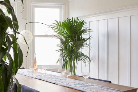 Kentia Palm Care Guide