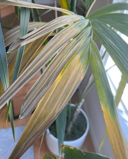 indoor plants picture