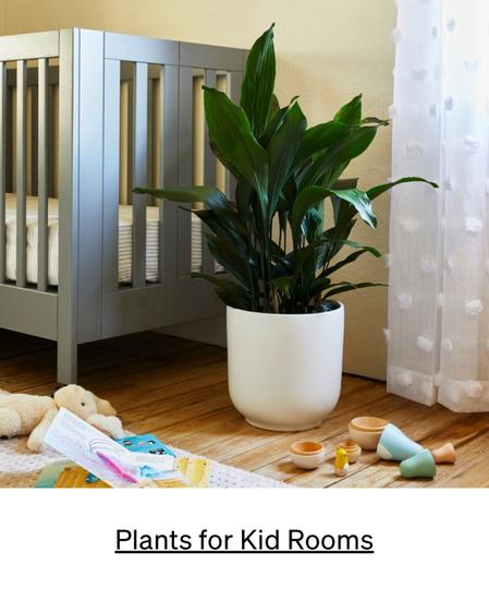 best plants for kids room