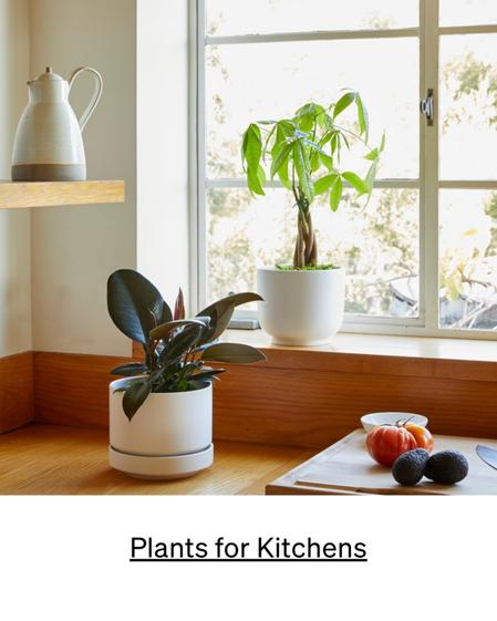 best plants for kitchen