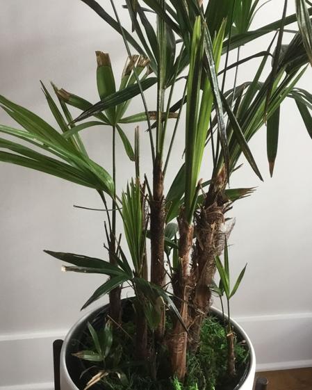 indoor plants picture