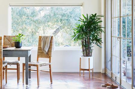 Lady Palm Care Guide