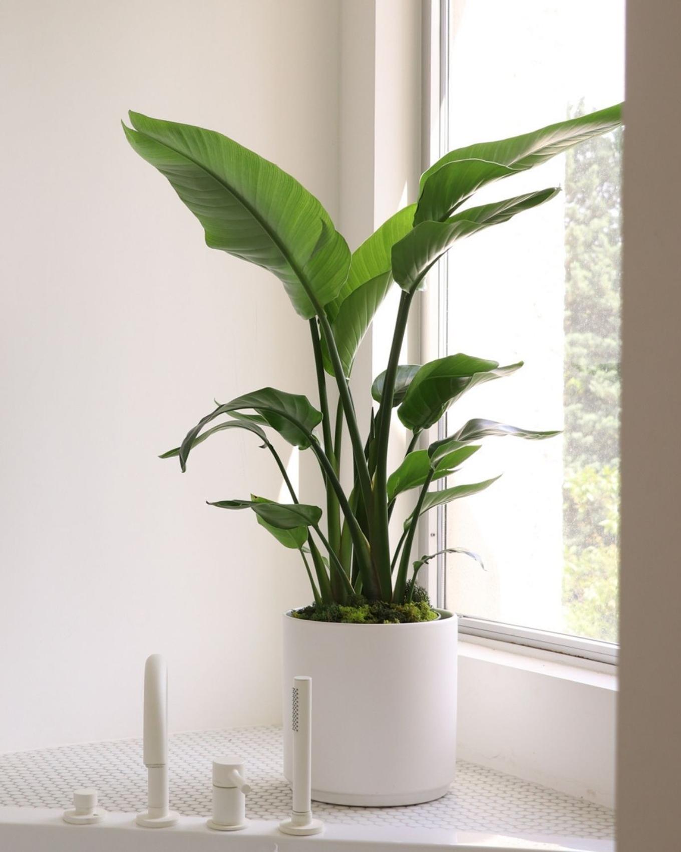 Best plant for Leo - a bright bathroom and bathtub with a Bird of Paradise