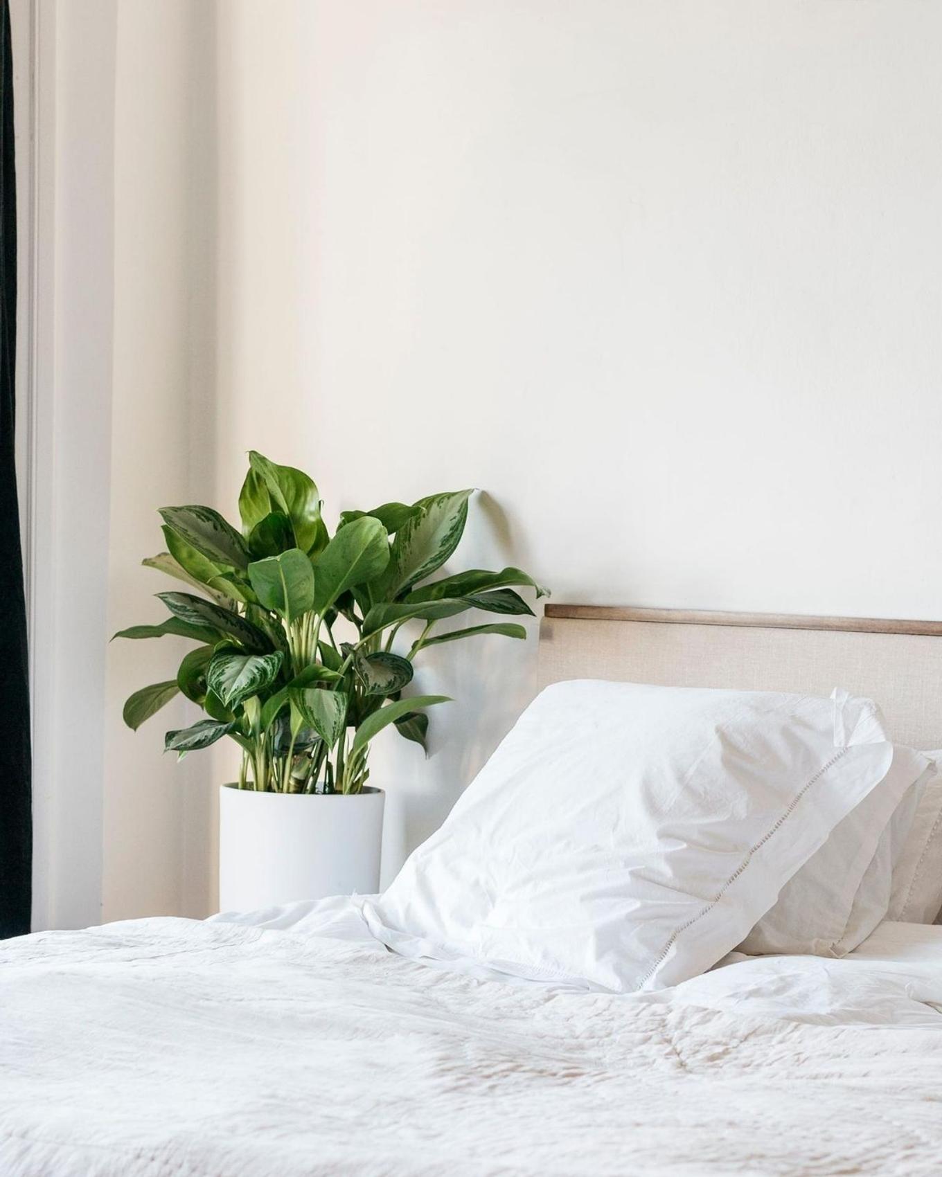 Beste Zimmerpflanze für die Waage - Aglaonema in einem hellen Schlafzimmer