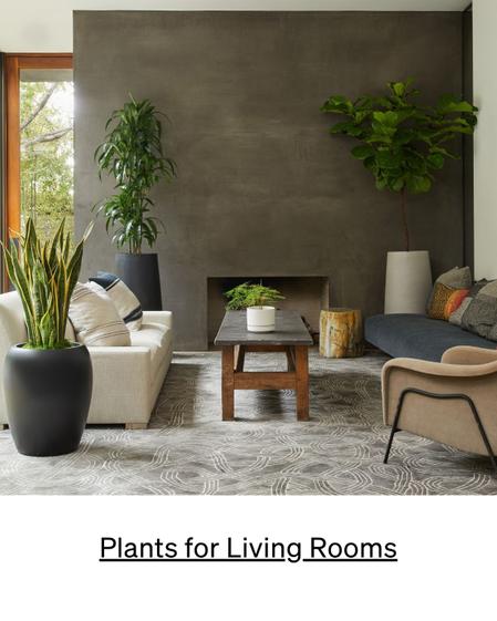 best plants for living room