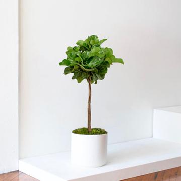 Fiddle Leaf Fig: care guide for the Ficus Lyrata