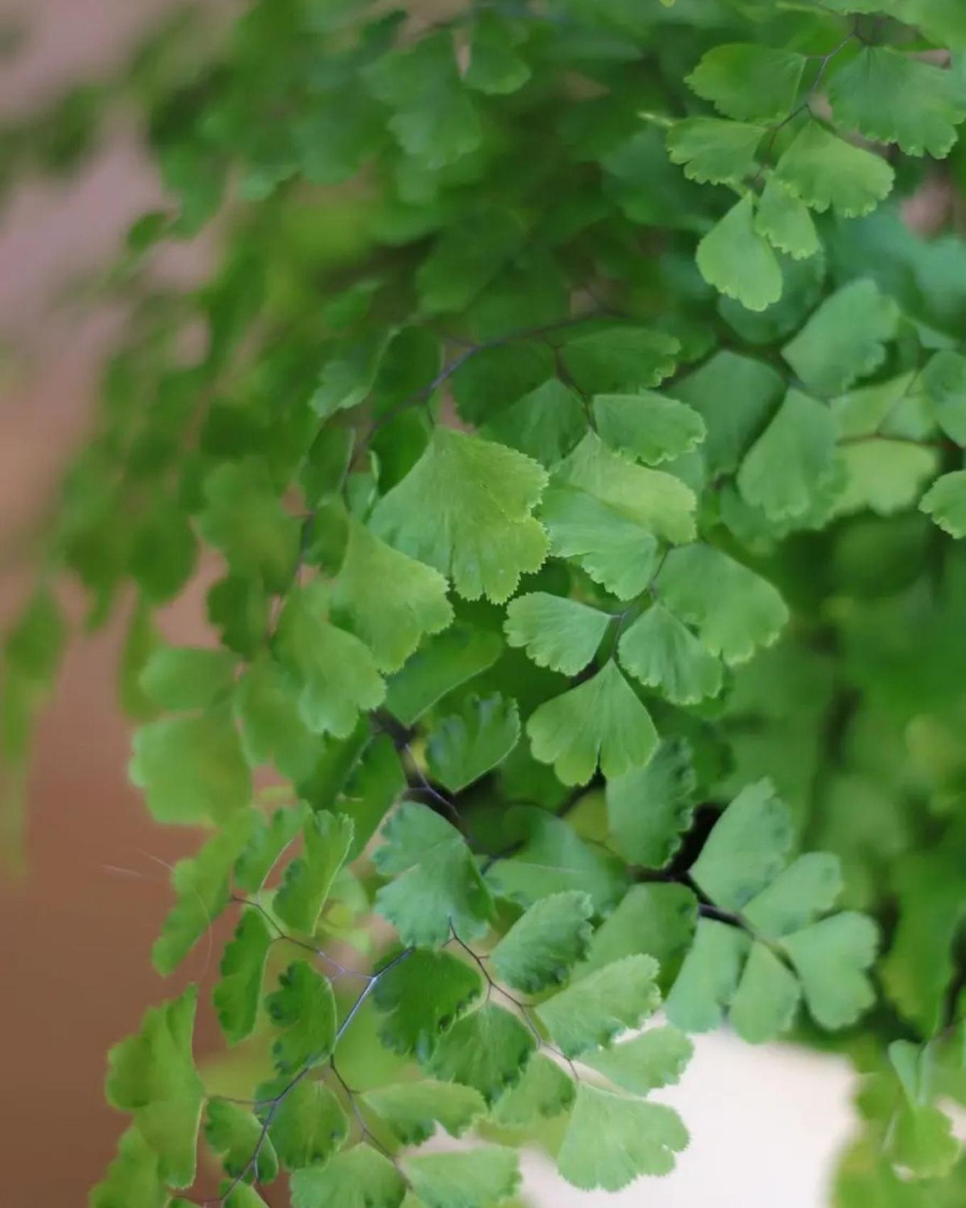 The delicate foliage of a Maidenhair Fern