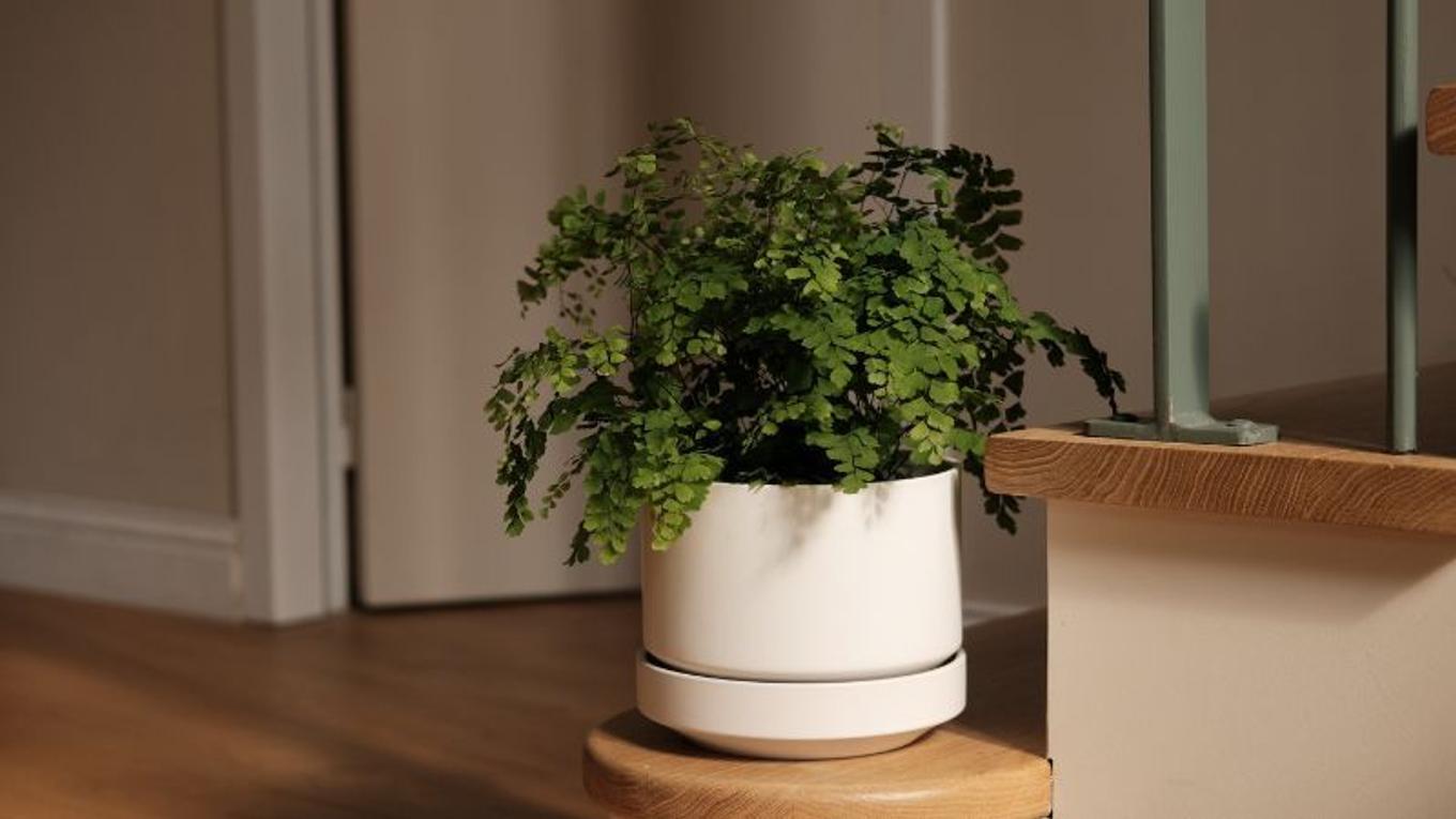 A moody stairway scene with a potted Maidenhair Fern