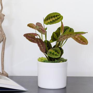 Marante : guide d'entretien de la plante qui prie