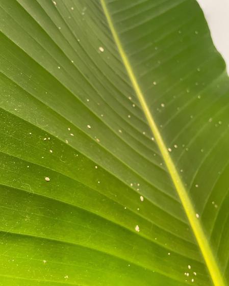 indoor plants picture