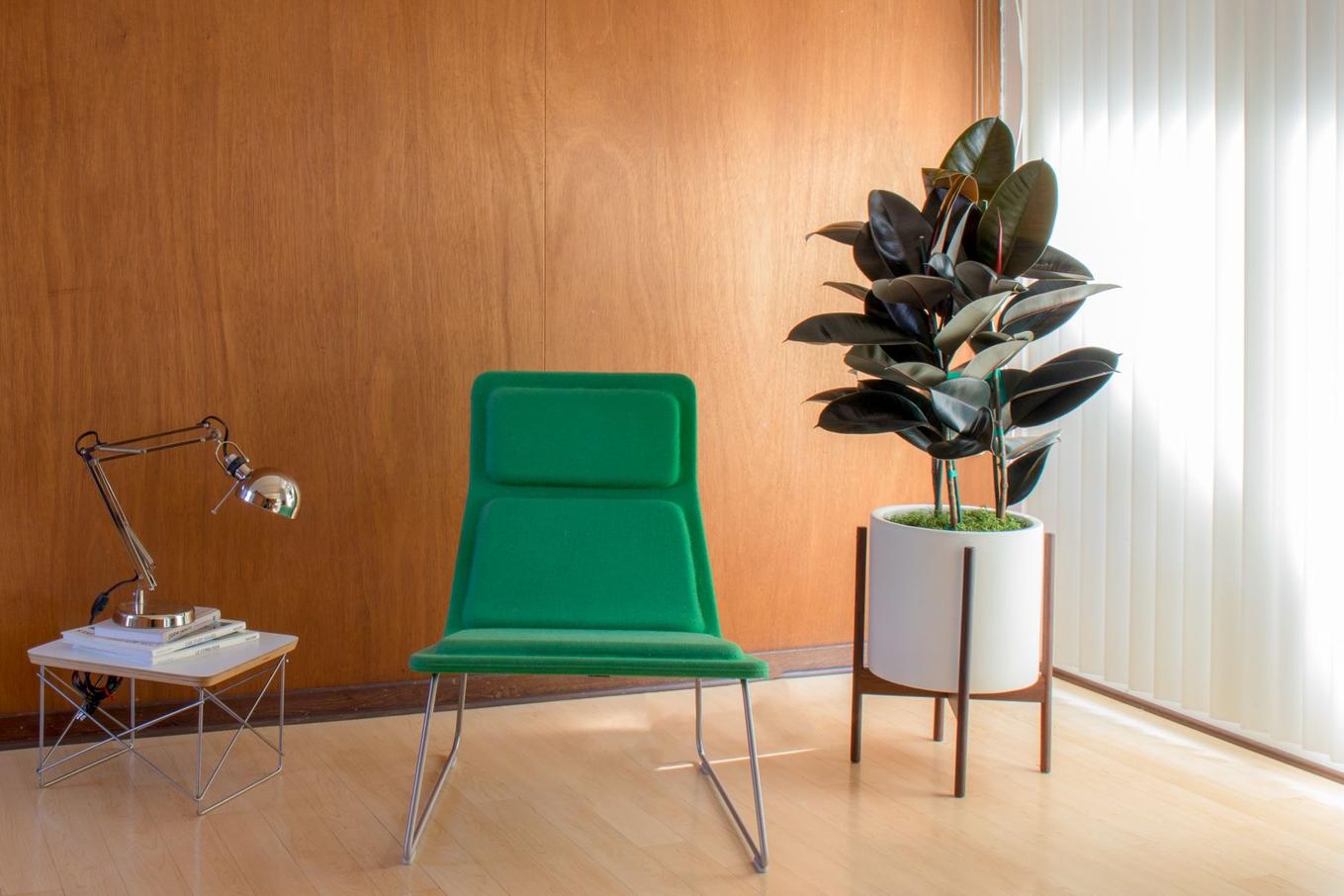 Mid-Century style with designer vintage chair accompanied by a Rubber Tree