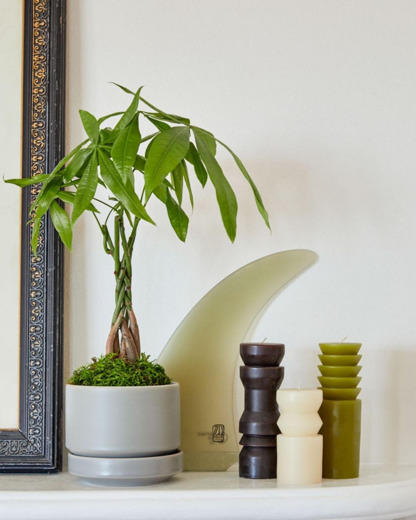 Best Plant for Capricorn - A small money tree on a fireplace mantel with candles and other decor