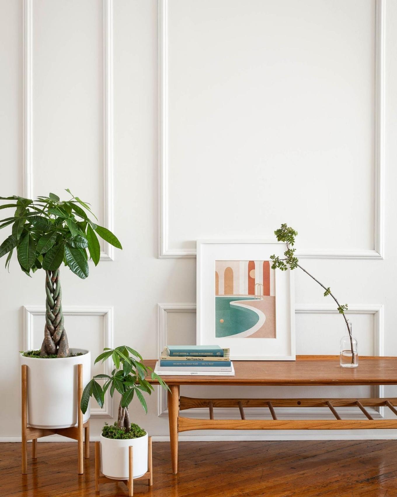 Money Trees in a minimalist Parisian apartment