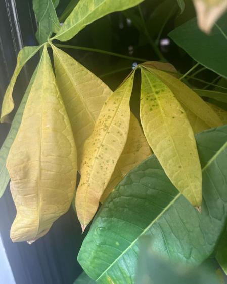 indoor plants picture