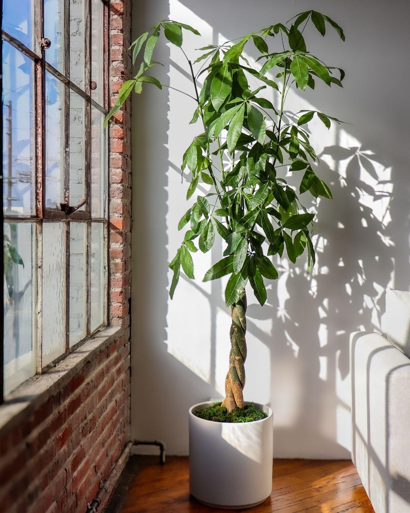 A studio office space with an XL Braided Money Tree